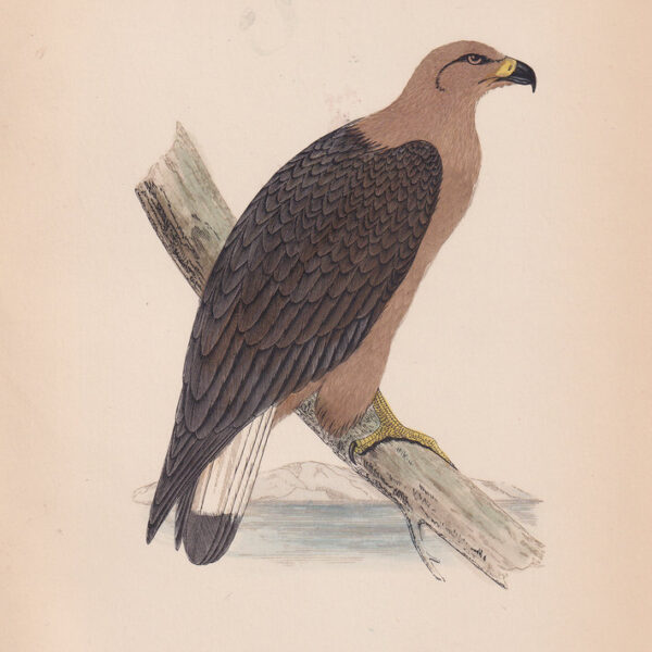 Aquila, Pallas's Sea Eagle, 1875