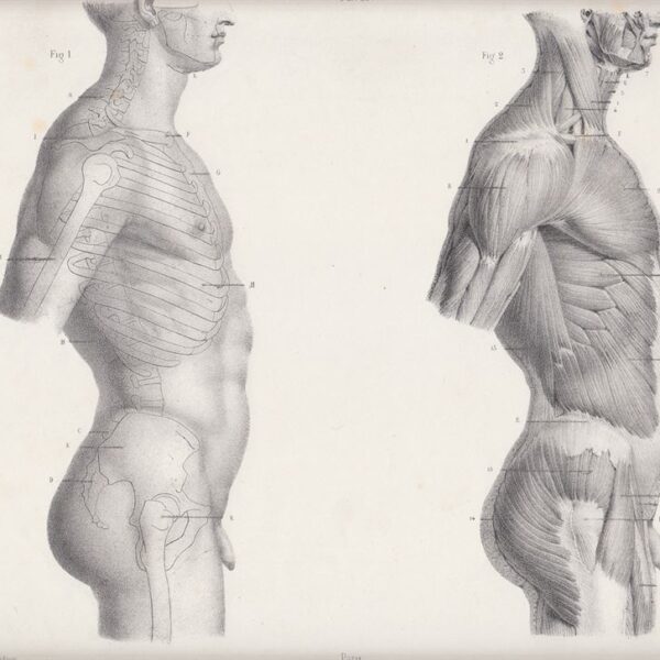 Anatomia, Corpo, Muscoli, 1865