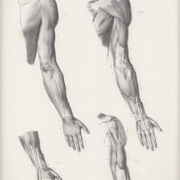 Anatomia, Arti, Muscoli, 1865