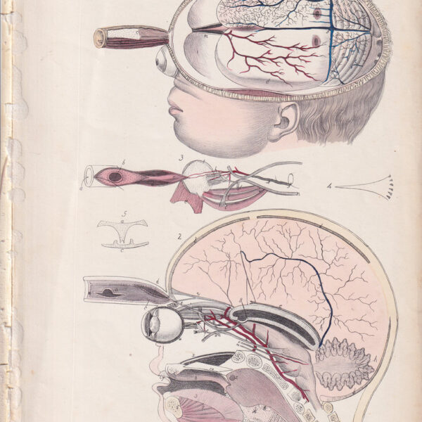 Tavola anatomica, cervello, occhio, 1839