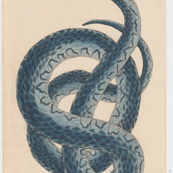 Erpetologia, Serpente, XIX secolo