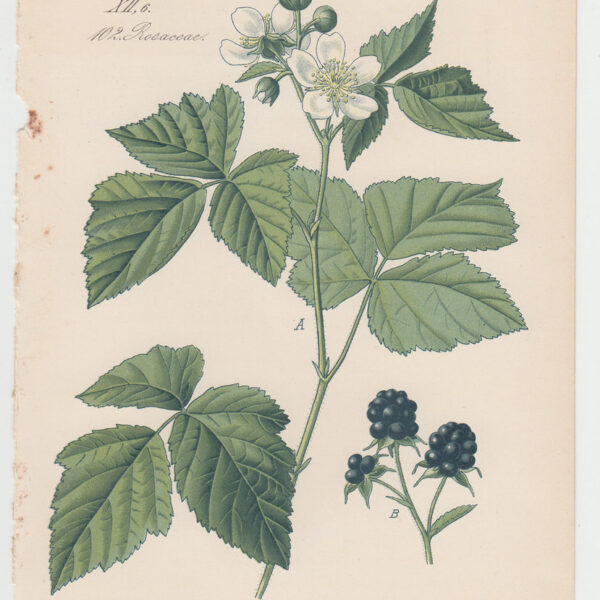 Rubus Caesius, 1857