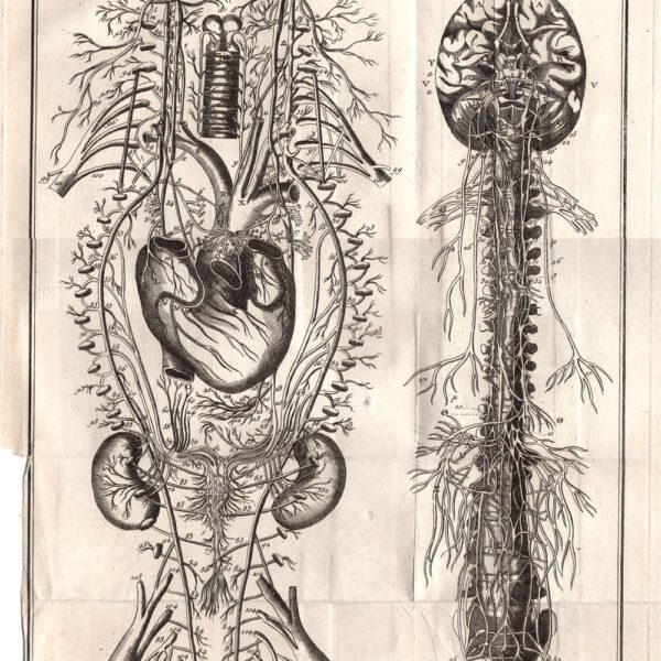 Diderot e D'Alembert,1778, anatomia sistema circolatorio vene  arterie  cuore