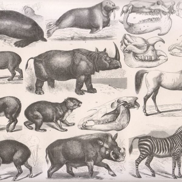 Tavola zoologica, 1850