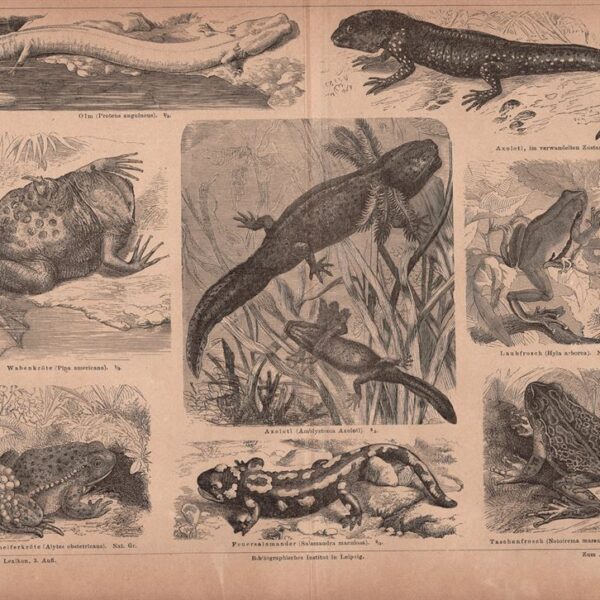 Rospo, Rana, Salamandra, 1890