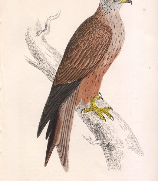 Milvus milvus, Falco, 1870