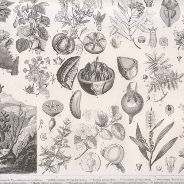 Tavola botanica, 1850