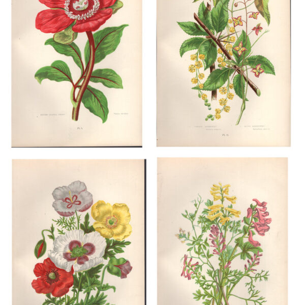 Gruppo di 4 stampe di fiori, 1860