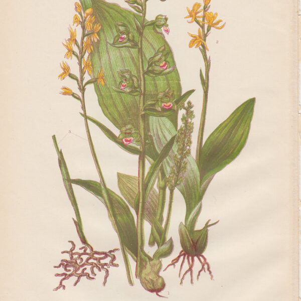 Malaxis paludosa, 1860