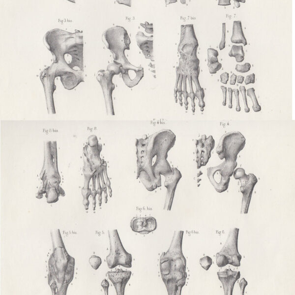 Anatomia, Ossa, Scheletro, 1865