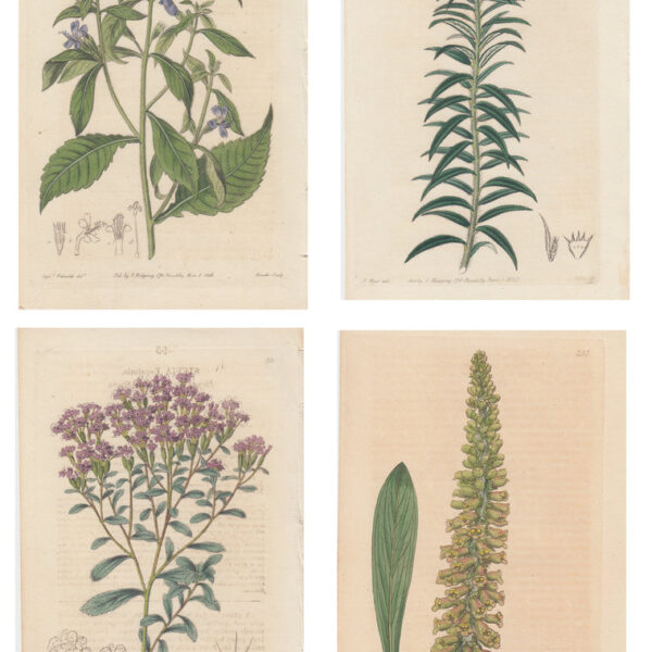 Lotto di 4 stampe di fiori, 1810-30