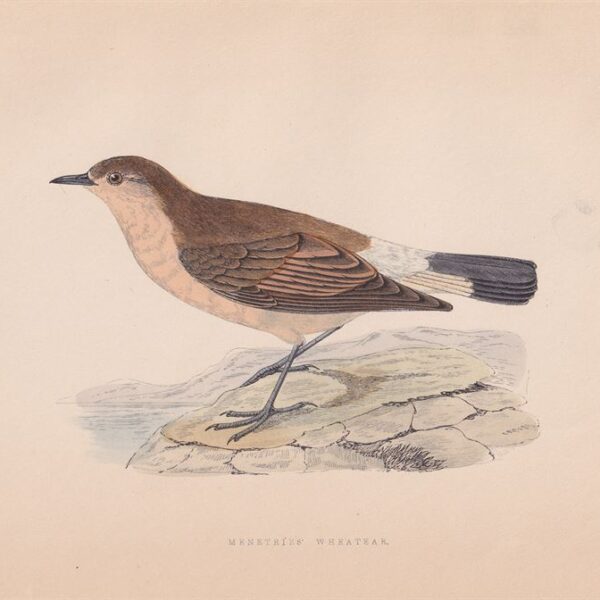 Monachella, Menetries Wheatear, 1875