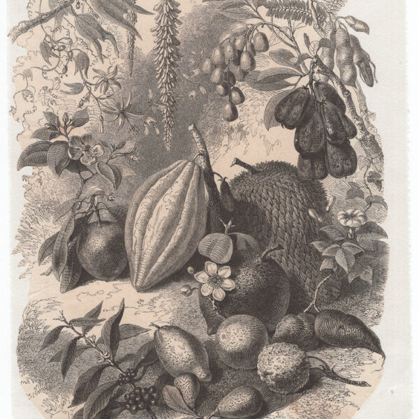 Frutti, 1850