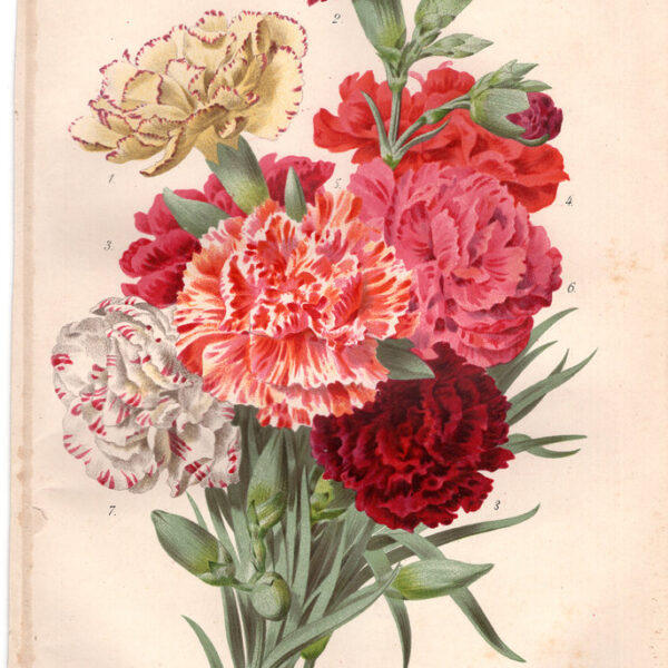 Garofani, Cromolitografia, 1887