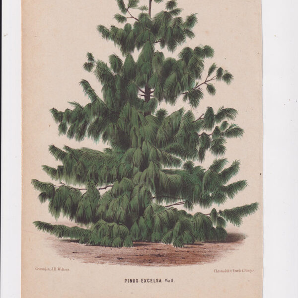 Pino, Cromolitografia, 1867