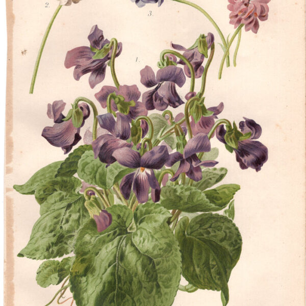 Violette, Cromolitografia, 1887