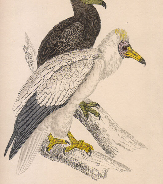 Neophron percnopterus, Avvoltoio, 1870