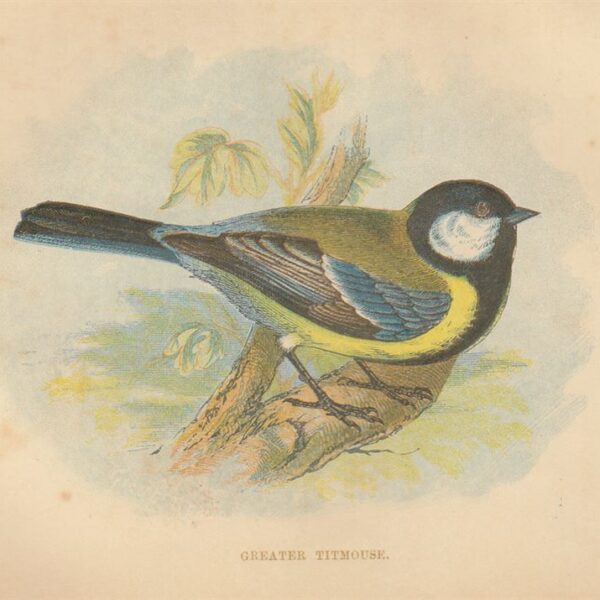 Cinciallegra (Greater Titmouse), 1853