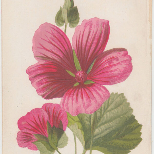 Crimson Mallow, Ibiscus, 1895