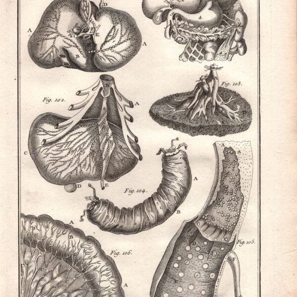 Diderot e D'Alembert, 1778 stomaco intestino gastroenterologia