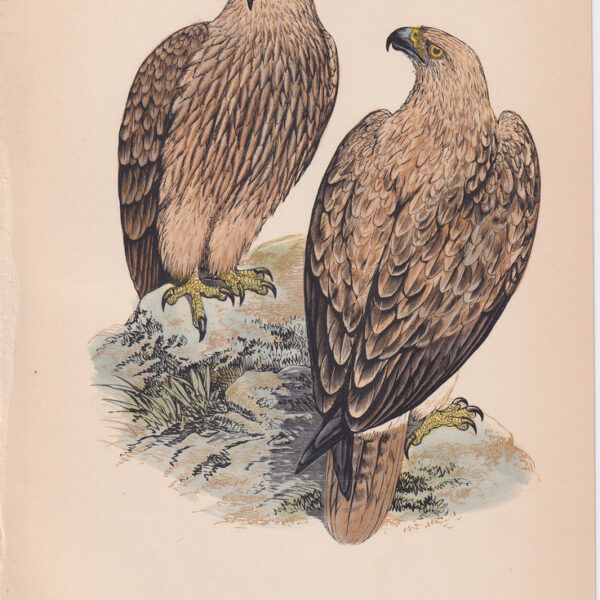 Aquila, Striated Eagle, 1875