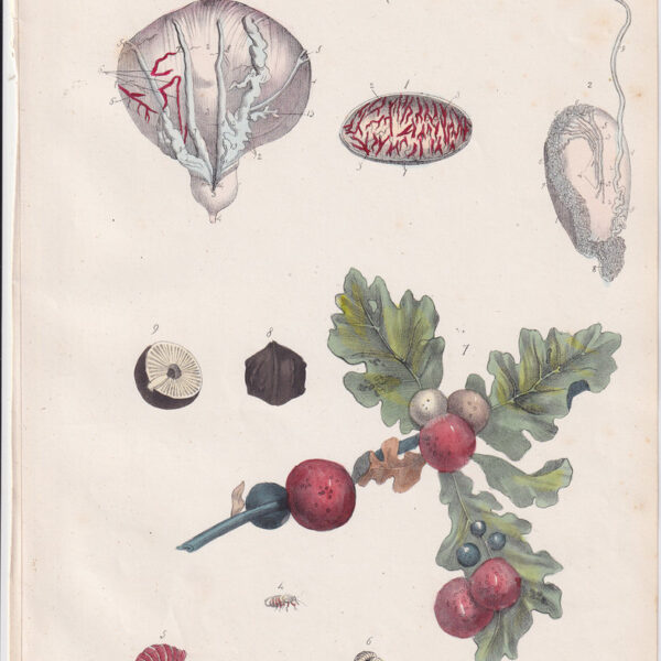 Tavola anatomica, ginecologia, 1839