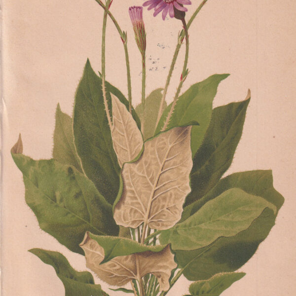 Onoseris drakeana, Cromolitografia, 1883