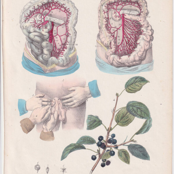 Tavola anatomica, ernia, stomaco, 1839
