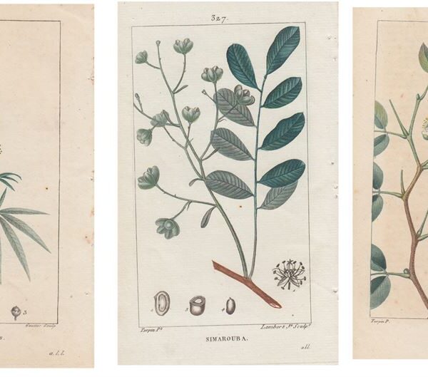 Lotto di 3 stampe di piante e fiori, 1830-40