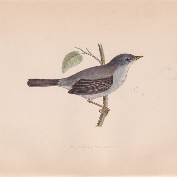 Magnanina Sarda, 1875