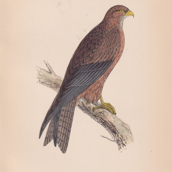 Aquila, Arabian Kite, 1875