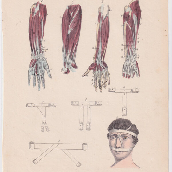 Tavola anatomica, muscoli, braccia, 1839