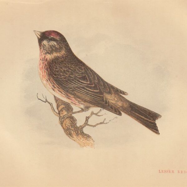 Organetto (Lesser Redpole), 1853