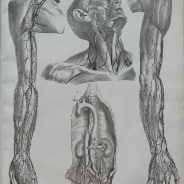 F.Bertinatti, Anatomia, muscoli, 1839