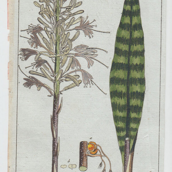 Palma, 1799