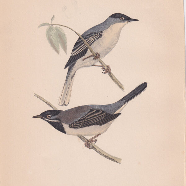 Cannaiola di Ruppel,  1875