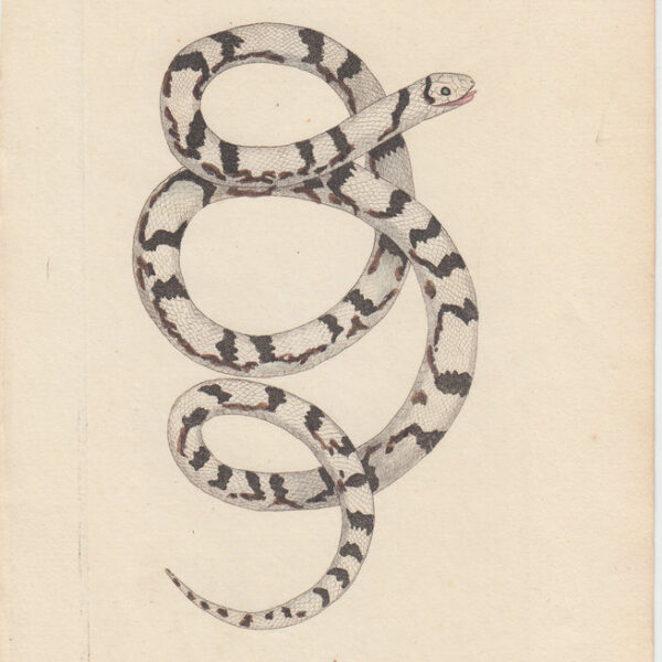 Erpetologia, Serpente, XIX secolo