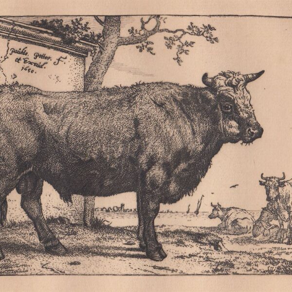 Paulus Potter, Il Toro, 1650, XIX secolo