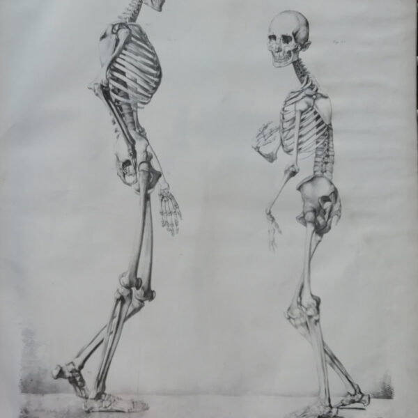 F.Bertinatti, Anatomia, Scheletro, 1839