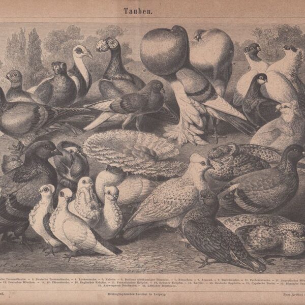 Colombi, Tortore, 1890