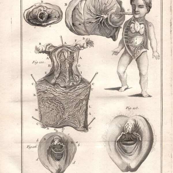 Diderot e D'Alembert, 1778 apparato riproduttore ovaio ginecologia vagina