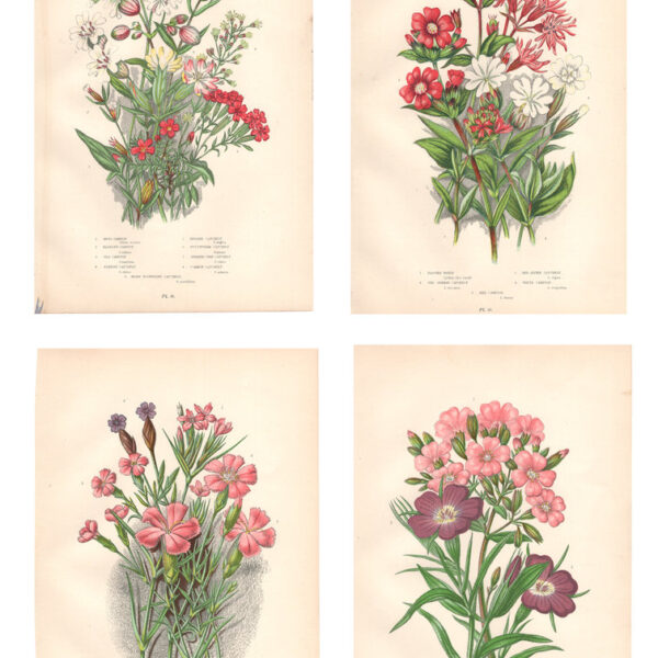 Gruppo di 4 stampe di fiori, 1860