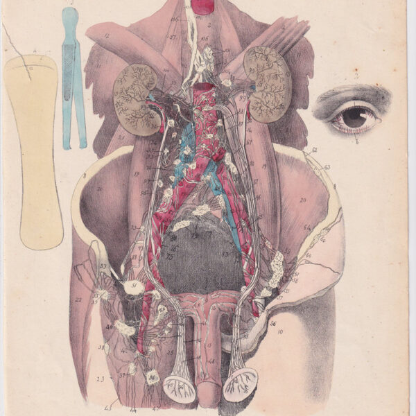 Tavola anatomica, corpo, pene, reni, occhio, 1839