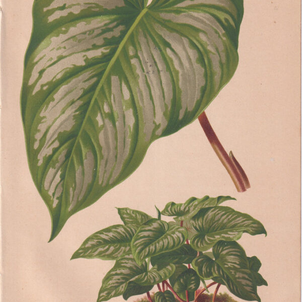 Filodendro, Cromolitografia, 1883