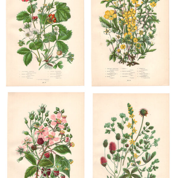 Gruppo di 4 stampe di fiori, 1860