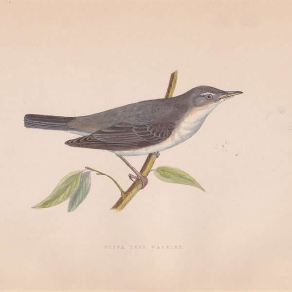 Silvia dell'Olivo, 1875