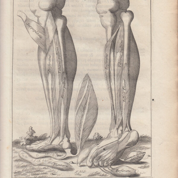 Anatomia umana, Muscoli delle gambe e piedi 1684