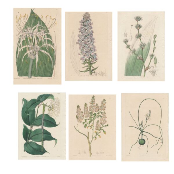 Lotto di 6 stampe di piante, 1830-40