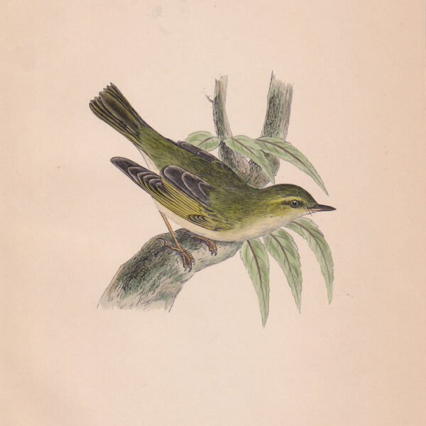 Scricciolo, northern willow wren, 1875