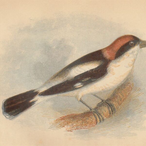 Averla capirossa (Red-Backed Shrike), 1853